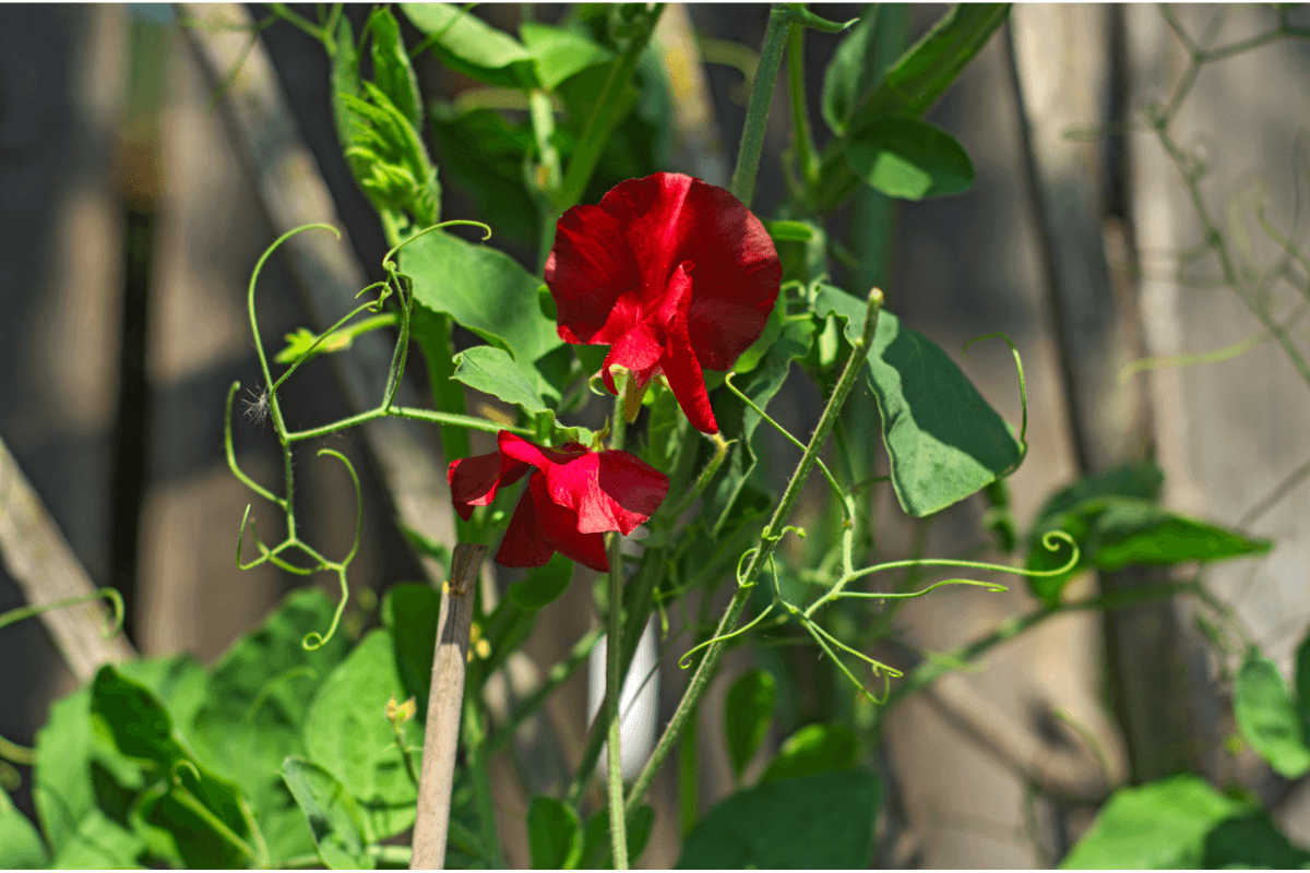 two red sweet pea blooms with tendrils
