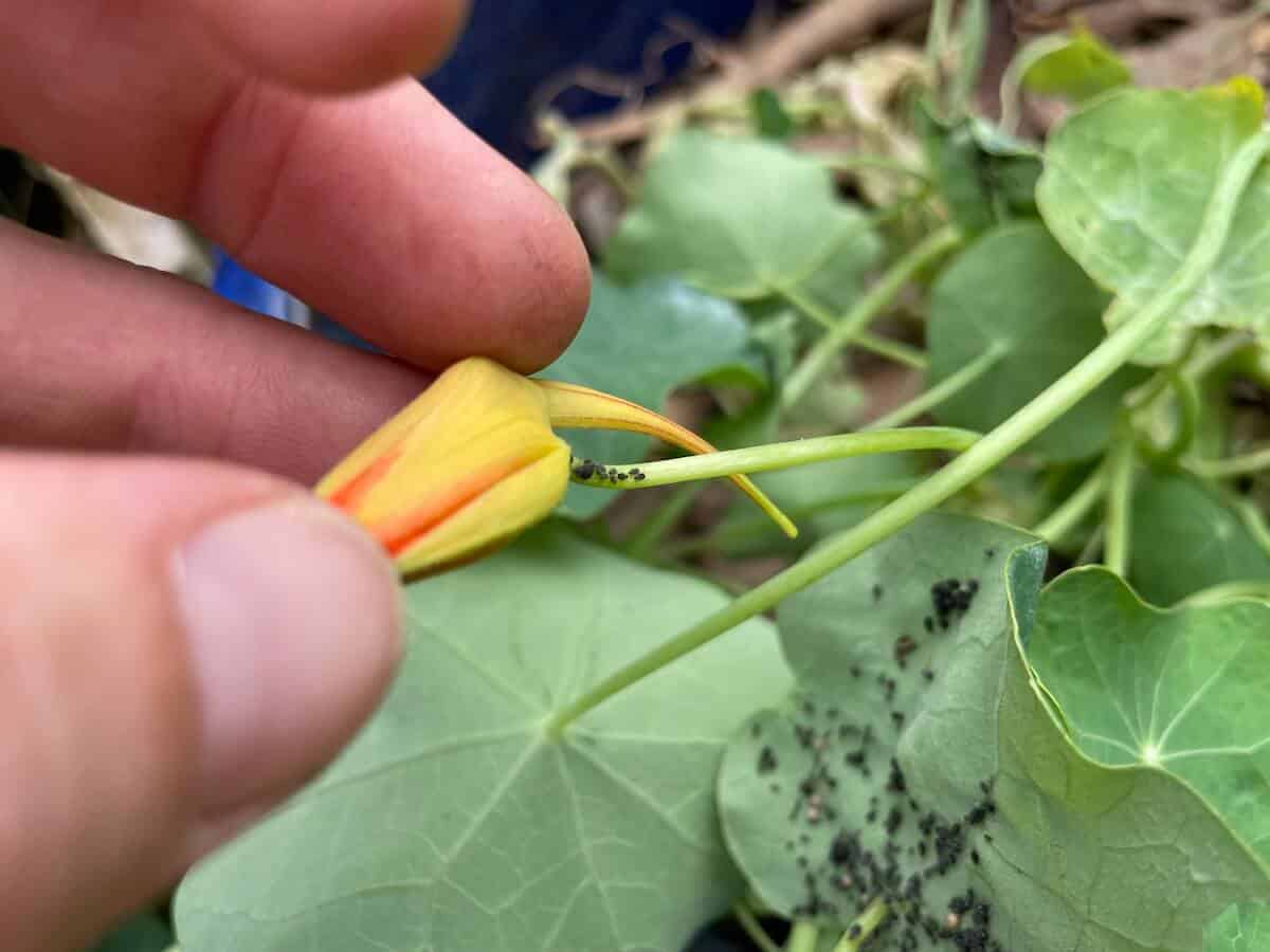 Aphids on nasturtium flower and leaf