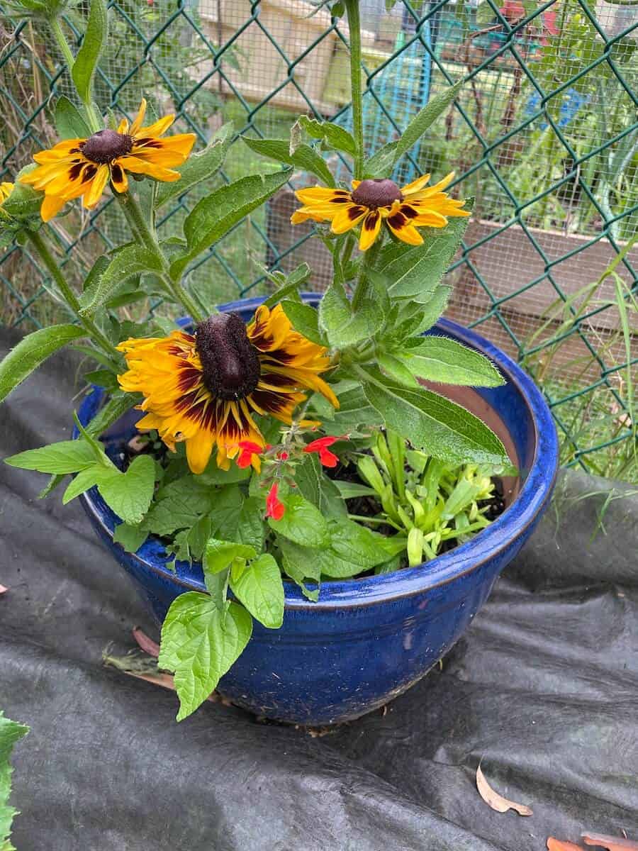 black-eyed Susan and red salvia growing in a pot