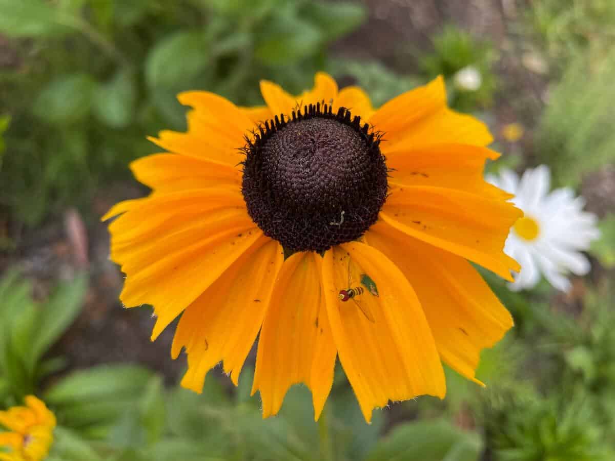 What’s Wrong With Your Black-Eyed Susans? (Keep Your Plant Healthy)