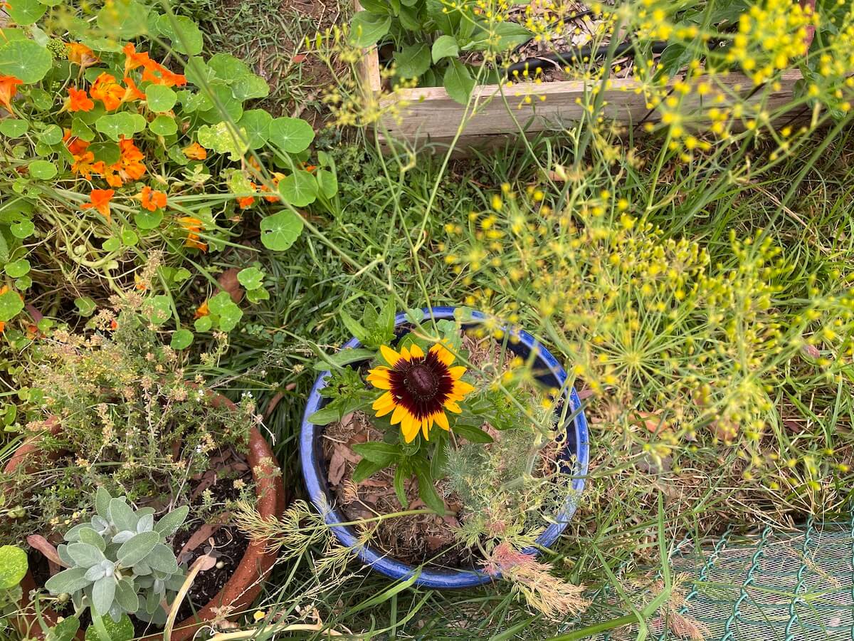 Growing Black-Eyed Susan In Pots And Planters: A Complete Guide