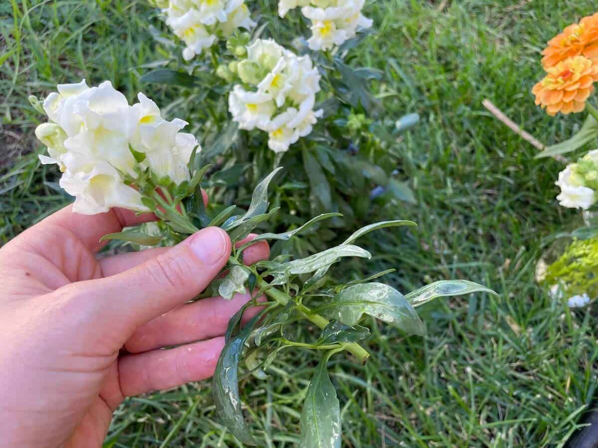 Does Cutting Flowers Kill The Plant? (Nope, It Can Help)
