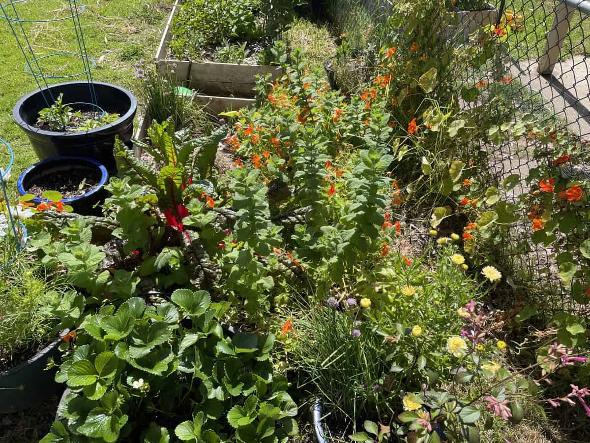 garden bed of nasturtiums, strawberries, calendula, and chard. 