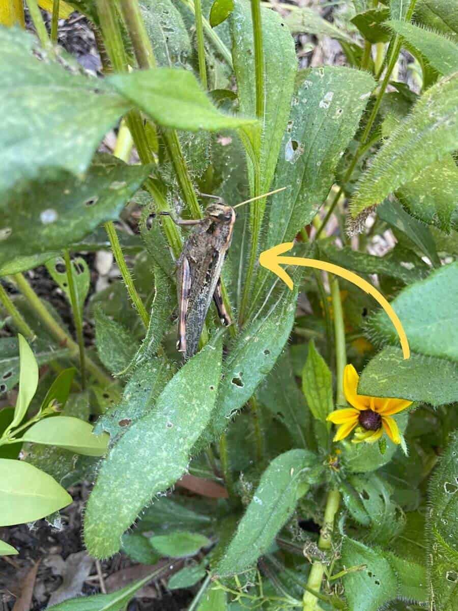grasshopper on black eyed susan with arrow pointing to it