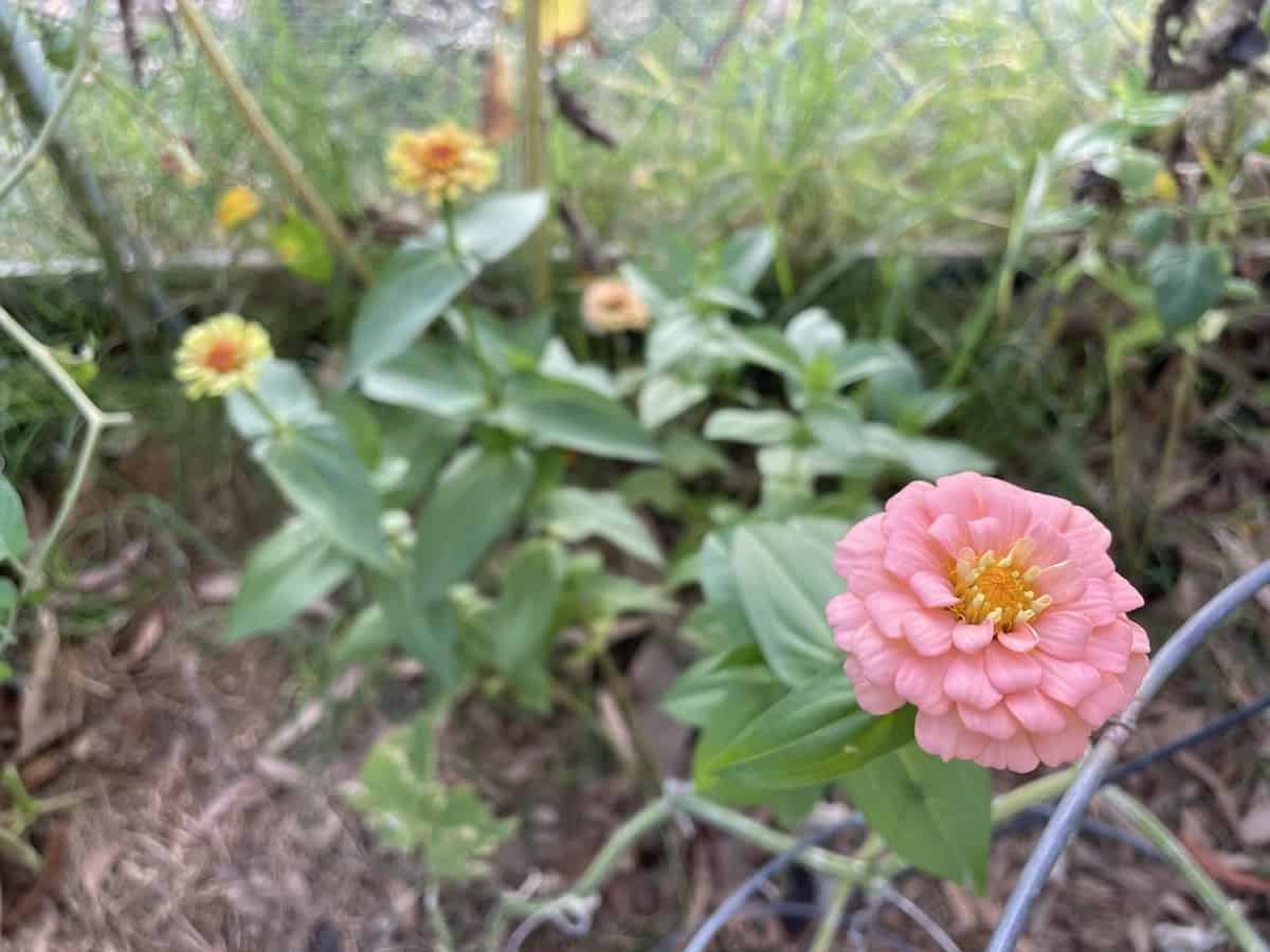 pink zinnia flower in the garden
