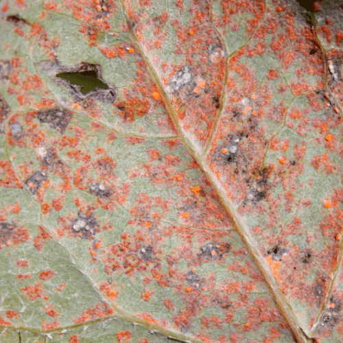 rust on leaf
