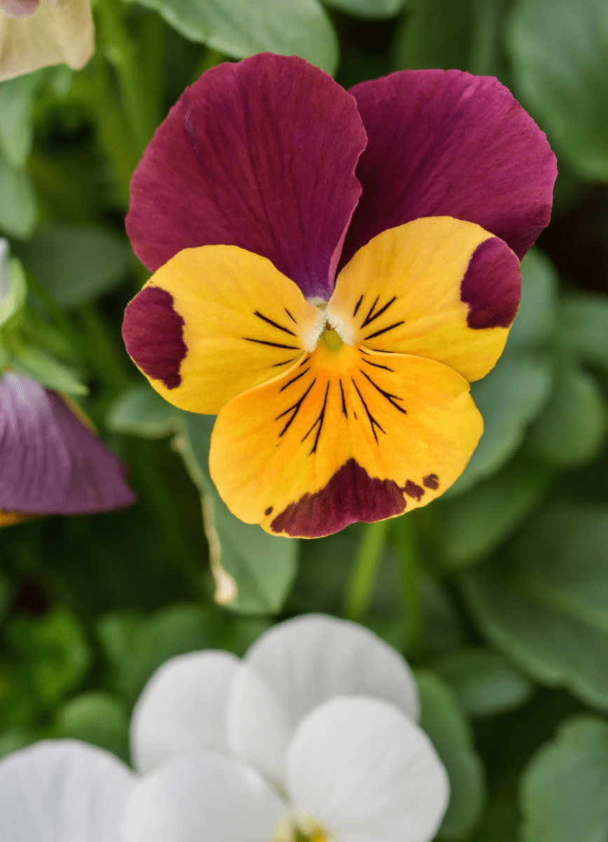 burgundy and yellow pansy flower