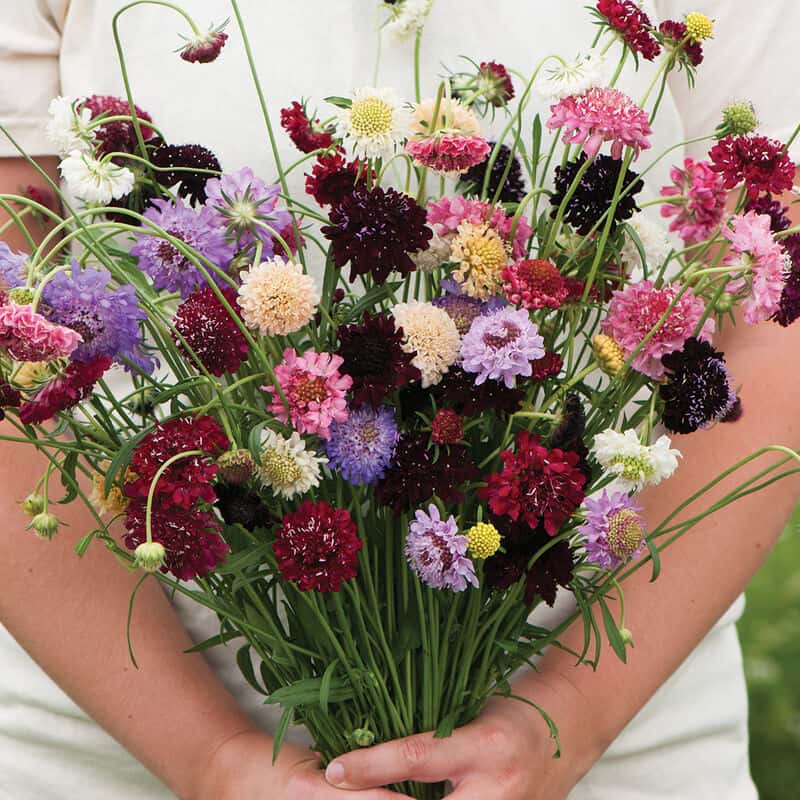 bunch of purple, pink, white, and cream scabiosa cut flowers