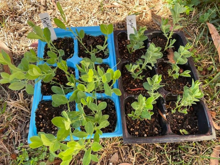 Grow Sweet Peas From Seed: A Complete Growing Guide (With Video)