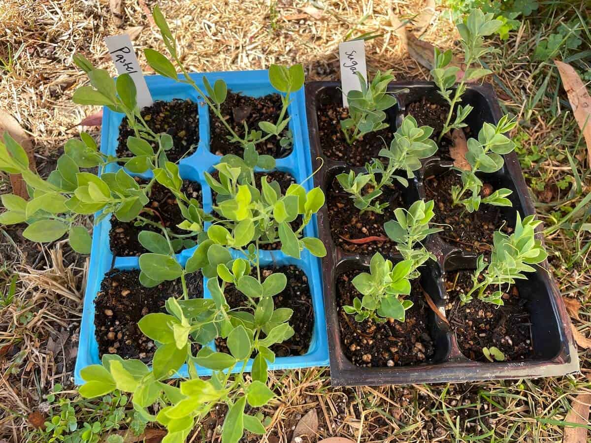 2 6 packs of sweet pea seedlings