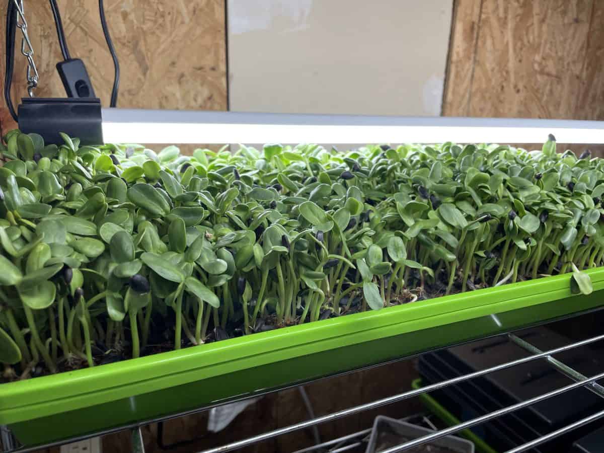 sunflower microgreens in tray